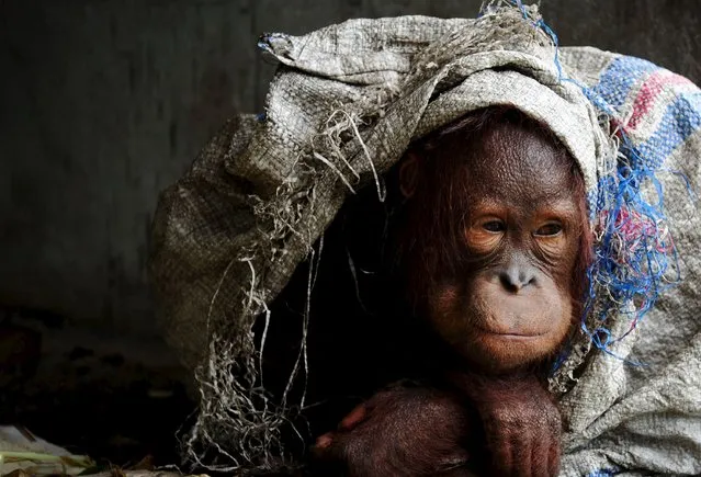 A male orangutan kept as a pet protects himself with sack at the owner's home in the village of Korek, in Kubu Raya, Indonesia West Kalimantan province, October 6, 2015 in this picture taken by Antara Foto. Government officials confiscated the orangutan kept as a pet by a resident to relocate it to an orangutan center, local media said on Tuesday. (Photo by Jessica Helena Wuysang/Reuters/Antara Foto)