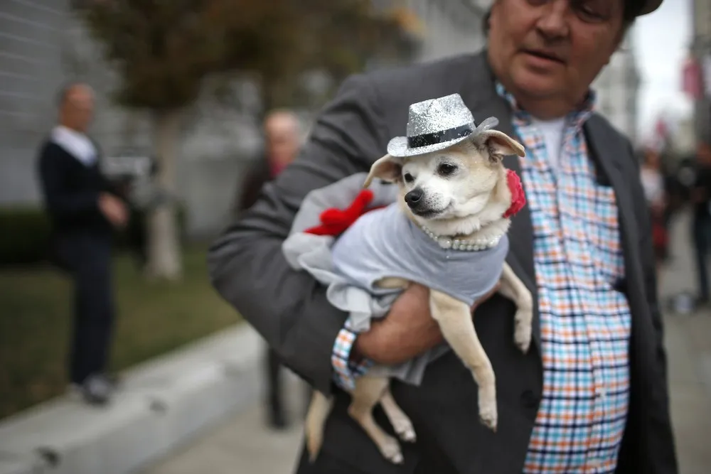 Dog Has its Day as Mayor of San Francisco
