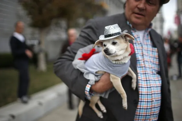 Frida, a female Chihuahua, rests in the arms of her owner, Dean Clark, outside City Hall before the San Francisco Board of Supervisors issued a special commendation naming Frida “Mayor of San Francisco for a Day” in San Francisco, California November 18, 2014. (Photo by Stephen Lam/Reuters)