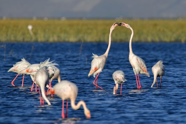 Flamingos are seen at Lake Ercek located in Van province of Turkey on September 11, 2020. (Photo by Ali Ihsan Ozturk/Anadolu Agency via Getty Images)