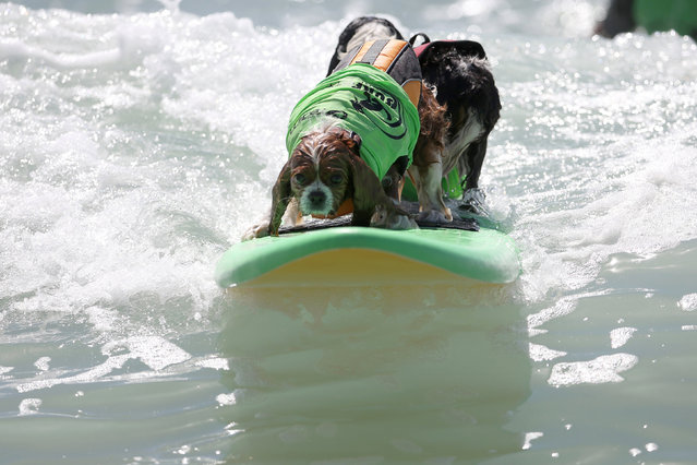 Two dogs ride a wave during the Surf City Surf Dog competition in Huntington Beach, California, U.S., September 25, 2016. (Photo by Lucy Nicholson/Reuters)