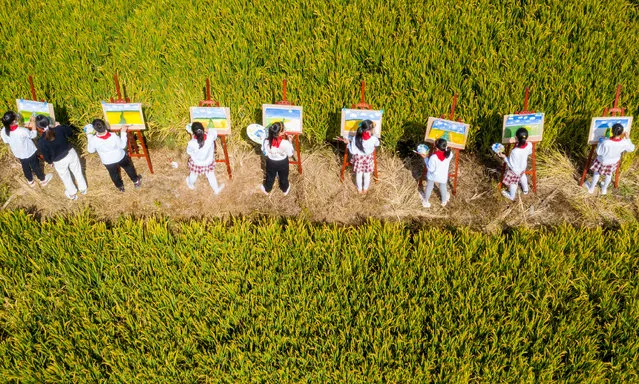 Pupils paint a picture of a rural harvest scene beside a golden rice field in Hai 'an city, Jiangsu Province, China, October 11, 2020. (Photo by Costfoto/Barcroft Media via Getty Images)