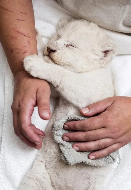 A five-week-old female white Transvaal lion (Panthera leo krugeri) sleeps on the lap of keeper Aniko Herlicska in her service accomodation in Nyiregyhaza Zoo in Nyiregyhaza, Hungary, 27 September 2016. The cub was taken into human care two weeks earlier after her mother’s milk had dried up. (Photo by Attila Balazs/EPA)