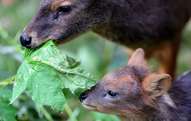 A newborn Southern Pudu baby with his mother in the enclosure at the Zoo in Cologne, Germany, 01 October 2020. The Southern Pudu is the sm​allest deer species in the world and doesn't get much bigger than hares. (Photo by Friedemann Vogel/EPA/EFE)
