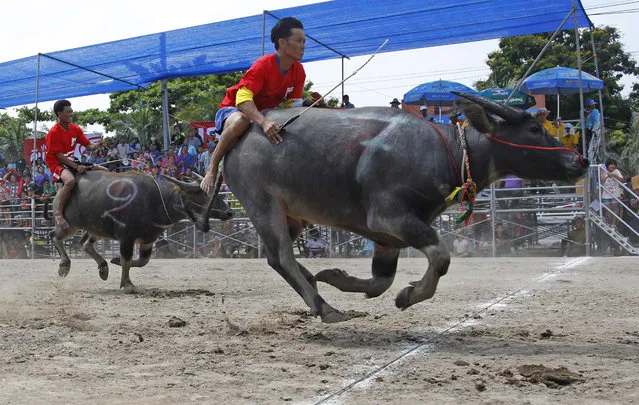 Thai jockeys competing in the annual water buffalo race cross the finish line in Chonburi Province south of Bangkok, Thailand, Monday, Oct. 26, 2015. The annual race is a celebration among rice farmers before harvest. (AP Photo/Sakchai Lalit)