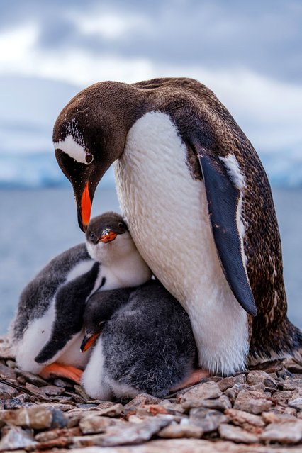 This handout picture released on August 20, 2025, by the University of Santiago USACH, shows a family of penguins during a study led by a team of Chilean scientists of the University of Santiago with researchers from the Netherlands and Germany, to determine the presence of heavy metals in Antarctica due to the increase in tourism in the area. Antarctica is showing increasing signs of the polluting impact of tourism and scientific activities, according to a study published on Wednesday in the journal Nature Sustainability. In the visited areas of the Antarctic Peninsula, heavy metal pollutants have been detected in quantities ten times higher than 40 years ago. (Photo by Jose Jorquera/University of Santiago USACH/AFP Photo)