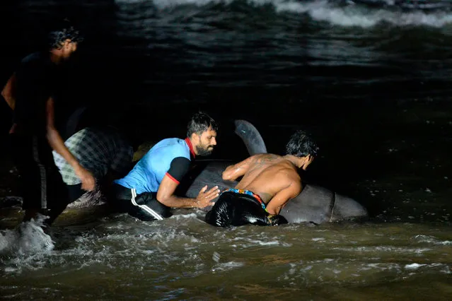 Sri Lankan volunteers try to push back a stranded short-finned pilot whale at the Panadura beach, 25 km south of the capital Colombo on November 2, 2020. Dozens of pilot whales washed ashore in Sri Lanka, officials said as volunteers struggled to push the animals back into deeper waters of the Indian Ocean and rescue them. (Photo by Lakruwan Wanniarachchi/AFP Photo)