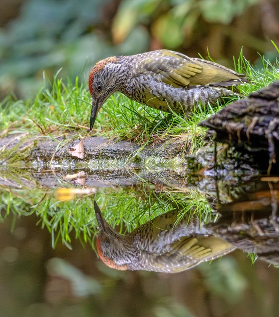 A woodpecker perches for a drink at a pool in the village of Vledder, the Netherlands in the last decade of September 2025. (Photo by Marielle Tunderman/Solent News & Photo Agency)