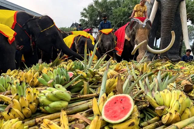 Elephants enjoy a “buffet” of fruit and vegetables during Thailand's National Elephant Day celebration at Nong Nooch Tropical Garden in Pattaya, Thailand on March 13, 2023. (Photo by Napat Wesshasartar/Reuters)