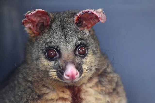 A brushtail possum whose ears and legs have been burnt from recent bushfires sits in a cage before being transported to a wildlife hospital, in Batemans Bay, South of Sydney, Australia, 14 January 2020. (Photo by Steven Saphore/EPA/EFE)
