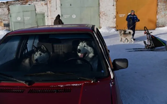 Dogs are seen inside a car during the Hyperborea-2020 dog sled race in Omsk, Russia on February 1, 2020. (Photo by Alexey Malgavko/Reuters)