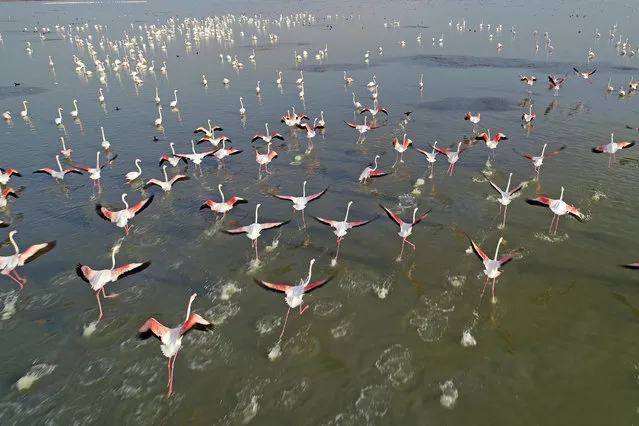 A drone photo shows flamingos on Akyatan Lagoon in Adana, Turkey on January 07, 2021. (Photo by Eren Bozkurt/Anadolu Agency via Getty Images)