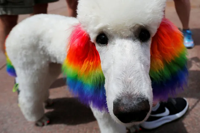 A poodle named Claire has her ears dyed with rainbow colours for Boston's 48th Pride Parade in Boston, Massachusetts, U.S., June 9, 2018. (Photo by Brian Snyder/Reuters)