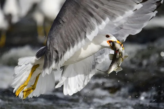 A seagull hunts a pearl mullet at Lake Van on May 22, 2023 in Van, Turkiye. Pearl mullets living in Lake Van migrate to fresh waters by swimming against the flow of water to breed and their hunting is prohibited. (Photo by Ali Ihsan Ozturk/Anadolu Agency via Getty Images)