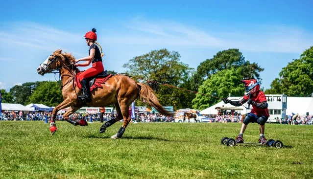 “Horseboarding” competitors taking to the turf to demonstrate their skills in the thrilling extreme sport on June 2, 2023. The teams – comprising a boarder, rider and a horse – were participating in the third round of the UK Championships at the Yorkshire Game & Country Fair. The sport was only invented in 2004 and requires entrants to complete a slalom-style course in the shortest amount of time while being towed by a galloping steed. Competitions normally take place over two days on separate courses, with contestants penalised with time penalties if they touch a gate as they travel across rough terrain. (Photo by Yorkshire Post/South West News Service)