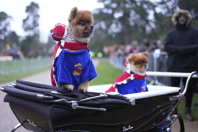 Two Pomeranian dogs in the queue as the public wait to greet members of the British Royal family who will attend the Christmas day service at St Mary Magdalene Church in Sandringham in Norfolk, England, Wednesday, December 25, 2024. (Photo by Jon Super/AP Photo)