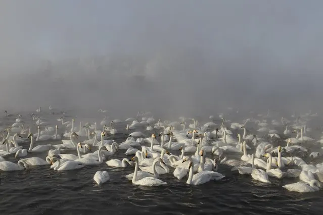 Swans swim over a lake, with the air temperature at about minus 35 degrees Celsius (minus 31 degrees Fahrenheit) as steam ascends above the water during sunset near the village of Urozhainy, Sovetsky district of Altai region, January 26, 2015. (Photo by Andrei Kasprishin/Reuters)