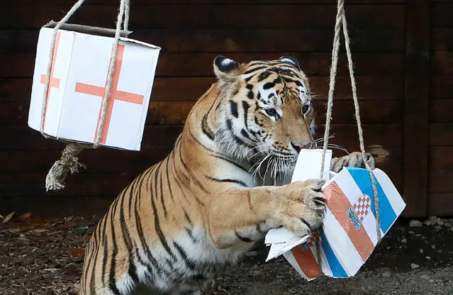 Bartek, a five-year-old Amur tiger, chooses Croatia while attempting to predict the result of the soccer World Cup semi-final match between Croatia and England during an event at the Royev Ruchey Zoo in Krasnoyarsk, Russia on July 10, 2018. (Photo by Ilya Naymushin/Reuters)