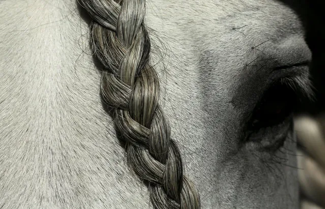 A purebred Spanish horse is seen during the Sicab International Pre Horse Fair which is dedicated in full and exclusively to the purebred Spanish horse in the Andalusian capital of Seville, southern Spain November 16, 2016. (Photo by Marcelo del Pozo/Reuters)