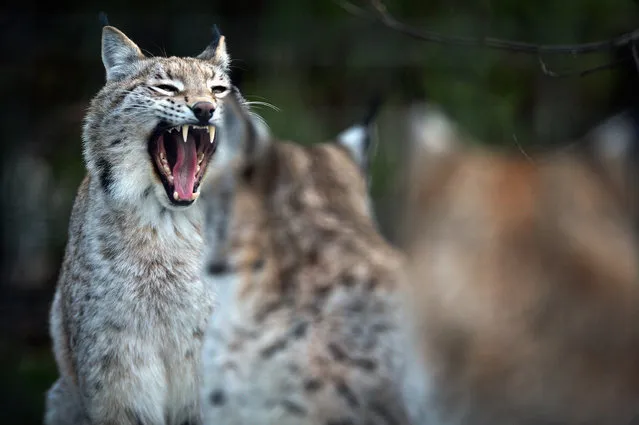 Young Lynx wait to be fed in their enclosure at the Highland Wildlife Park on December 16, 2015 in Kincraig,Scotland. Concerns have been raised by Scottish landowners in over proposals to reintroduce Lynx back into the ecosystem in the wilds of Scotland. The Lynx UK Trust has been asking Scottish Land and Estates groups, their views on bringing the wild cat back into trial sites in Aberdeenshire, Argyll, and the Borders. (Photo by Jeff J Mitchell/Getty Images)
