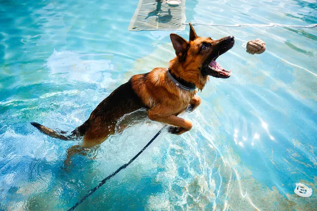 A dog owner releases their dog in a pond for cooling off as temperature stands at 30 degrees Celsius at Cumhuriyet (Republic) Square in Antalya, Turkey on July 26, 2018. Water temperature in Antalya was measured 29 degrees Celsius. (Photo by Mustafa Ciftci/Anadolu Agency/Getty Images)