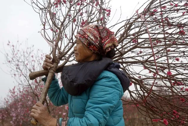 A woman carries branches of peach blossom flowers for sale at a field in Hanoi February 6, 2015. (Photo by Reuters/Kham)