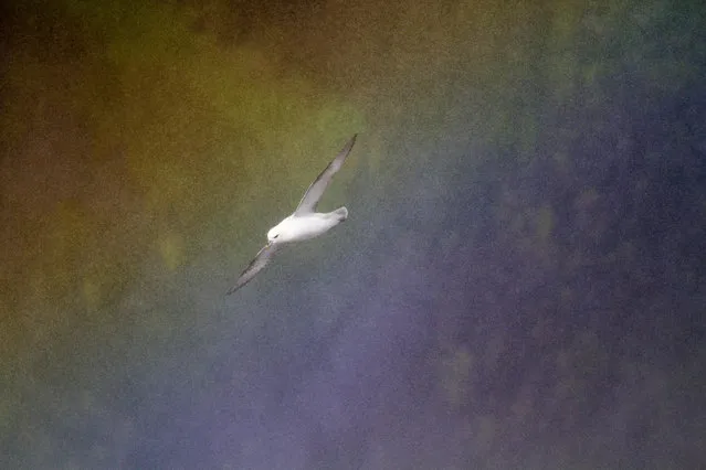 Birds in flight category silver award. Northern Fulmar, Fulmarus glacialis, by Marc Weber, France. (Photo by Marc  Weber/2018 Bird Photographer of the Year)