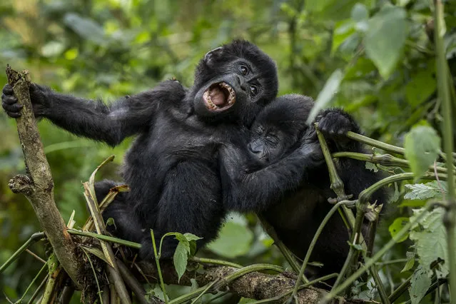 Two one-year old baby mountain gorillas play together in the forest of Bwindi Impenetrable National Park in southwestern Uganda on Saturday, April 3, 2021. (Photo by AP Photo/Stringer)