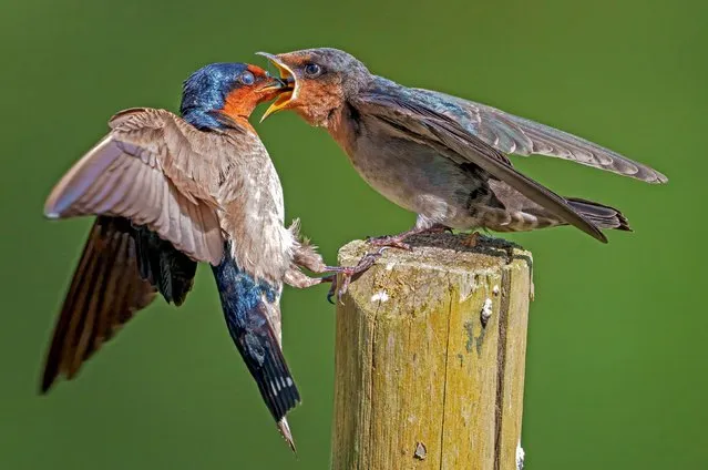 A bird swoops in to deliver its food to its chick, ramming it deep into its mouth while in flight. The photos of the swallows were captured by Kelvin Leong in Hampstead Wetlands Park, Singapore in July 2023. (Photo by Kelvin Leong/Solent News & Photo Agency)