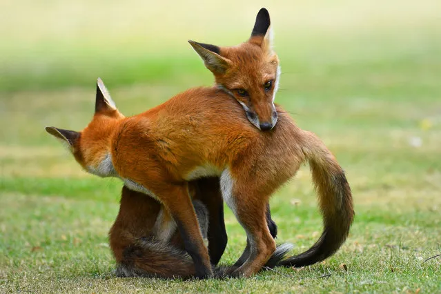 In this fur-ocious fight, two fox twins have been spotted locking paws as this sibling rivalry spirals into an epic brawl in London in the last decade of August 2023. (Photo by Anthony Cunningham/Caters News Agency)