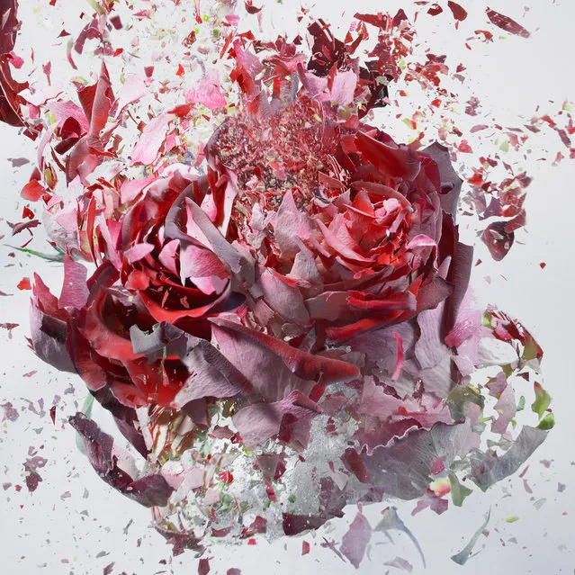 High Speed Flower Explosions by Martin Klimas