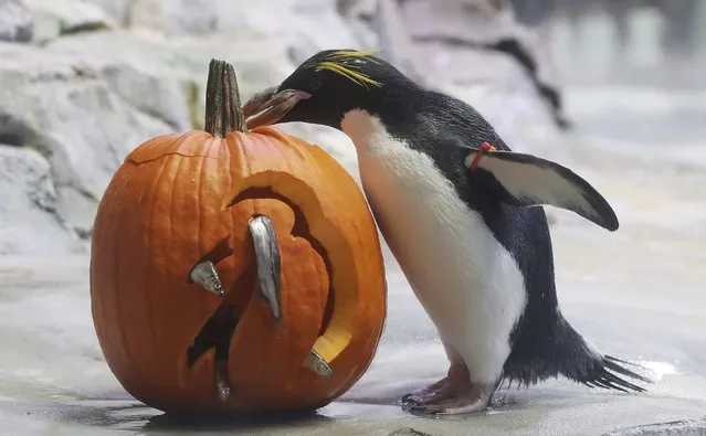 A Macaroni Penguin looks over a fish themed pumpkin at the Detroit Zoo, Wednesday, October 10, 2018, in Royal Oak, Mich. Each year in October as Halloween approaches, some of the animals receive pumpkins filled with treats to eat during the zoo's annual Smashing Pumpkins event. The enrichment items are hidden through out the animals' habitats or prepared and placed in a manner to stimulate natural behaviors. (Photo by Carlos Osorio/AP Photo)