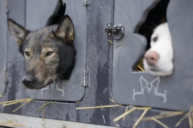 Dogs from Justin Savidis's team watch from the truck before the 2015 ceremonial start of the Iditarod Trail Sled Dog race in downtown Anchorage, Alaska March 7, 2015. The timed portion of the race, which typically lasts nine days or longer, begins on Monday in Fairbanks, about 300 miles (482 km) away. Traditionally held in Willow, the timed start was moved to Fairbanks this year to accommodate an alternate trail selected after race officials deemed sections of the traditional path unsafe.     REUTERS/Mark Meyer  (UNITED STATES - Tags: SPORT ANIMALS SOCIETY)S SOCIETY)