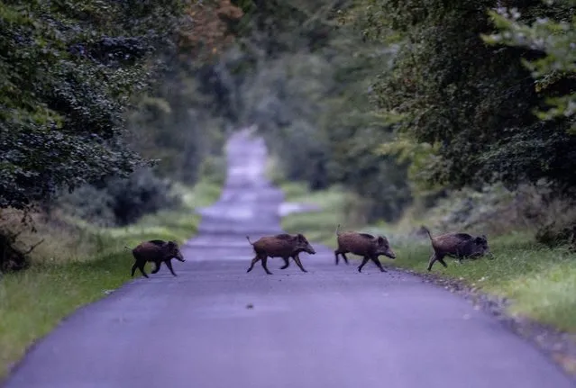 Young wild boars walk over a road in a forest near Frankfurt, Germany, early Friday, September 22, 2023. (Photo by Michael Probst/AP Photo)