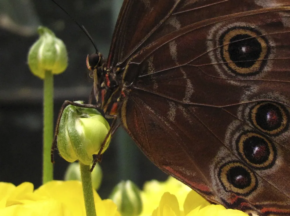 Butterflies at the San Diego Zoo Safari Park