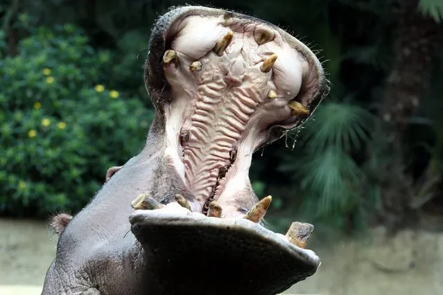 A hippo yawns at the Zoo in Berlin as a new director of the animal park is appointed. (Photo by Stephanie Pilick/AFP Photo)