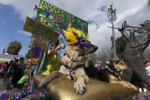 A German Shephard named Hannah prepares to ride in the Mystic Krewe of Barkus dog parade in the French Quarter of New Orleans, Louisiana January 31, 2016. (Photo by Lee Celano/Reuters)