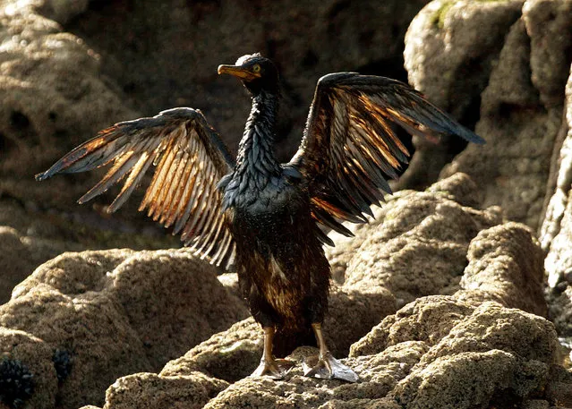 An oil-stained bird flaps its wings on the devastated coast of the Cies Islands natural reserve in the Spanish northwestern region of Galicia, December 2002. (Photo by Desmond Boylan/Reuters)