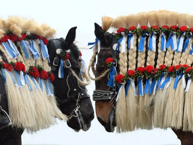 Horses are decorated in Bavarian colours during the traditional St Georgi Ride on Easter Monday on April 6, 2015, in Traunstein, southern Germany. The annual ride is a horse pilgrimage to honor Saint George and takes the participants from the Bavarian town of Traunstein to the chapel of Ettendorf, where they are blessed. (Photo by Christof Stache/AFP Photo)