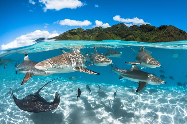 Wide-angle category third place. Lagoon by Greg Lecoeur (France). “French Polynesia is an amazing place for nature lovers. In the lagoon of Moorea I was snorkeling with an abundance of marine life, most notably these black tip sharks. The topography of the mountains in the background inspired me to realise this half and half photo”. (Photo by Greg Lecoeur/Underwater Photographer of the Year 2016)