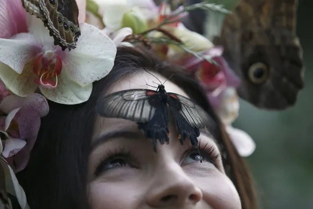 A Great Yellow Mormon rests on the face of model Jessie May Smart as she poses for pictures ahead of the opening of, “Butterflies in the Glasshouse”, at RHS Wisley in Wisley, Britain, January 13, 2017. (Photo by Peter Nicholls/Reuters)
