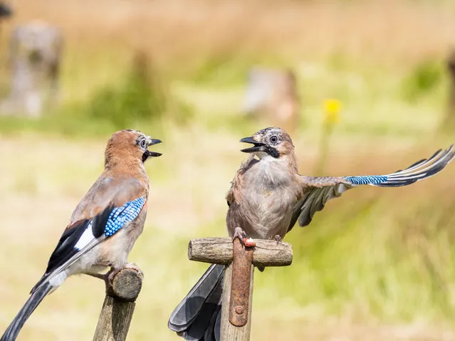 A small family of Jays perched on garden tools in Aberystwyth, Wales on August 8, 2021. (Photo by Philip Jones/Alamy Live News)