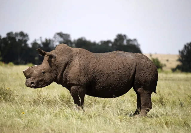 A black rhino is seen after it was dehorned in an effort to deter the poaching of one of the world's endangered species, at a farm outside Klerksdorp, in the north west province, South Africa, February 24, 2016. (Photo by Siphiwe Sibeko/Reuters)