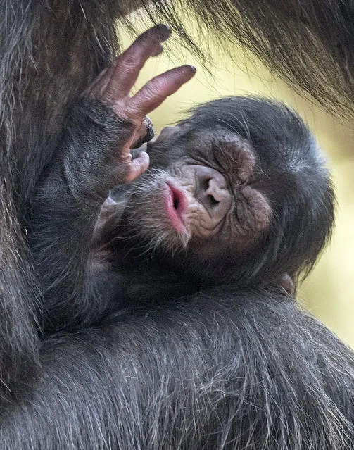 A baby chimpanzee grimaces on its mother Swela at the Leipzig Zoo in Leipzig, central Germany, Thursday, April 23, 2015. The baby, whose gender is not yet known, was born on April 14, 2015. (Photo by Jens Meyer/AP Photo)