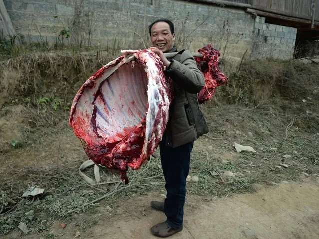 This photo taken on February 4, 2014 shows a man carrying part of a cow carcass for a Chinese New Year banquet beside the Danian River in Guangxi Province. China welcomed in the Lunar New Year of the Horse which sees about 3.62 billion trips made by Chinese travelers during the 40-day Spring Festival travel period. (Photo by Mark Ralston/AFP Photo)