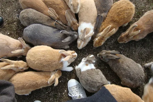 Rabbit Island in Japan