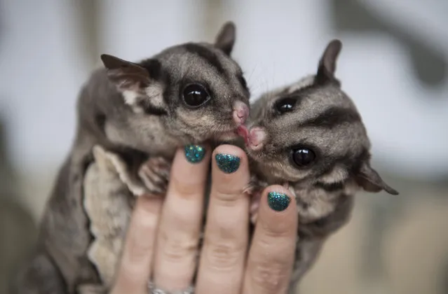 Sugar gliders, Candy and Popcorn, enjoy their favourite food, Nectar, at Wild Life Sydney Zoo on February 14, 2017 in Sydney, Australia. The treat made up of honey, high protein baby cereal and egg yolks is the human equivalent to chocolate to the Sugar Gliders. St. Valentine's Day or the Feast of Saint Valentine began as a celebration of the early Christian Saint Valentinus. From the 18th Century onwards it has steadily transformed into a celebration of romantic love and sentiment in many countries around the world. (Photo by James D. Morgan/Getty Images)