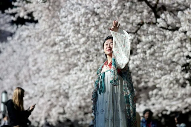 Lucy Chin, 25, poses for a photograph in front of cherry blossom trees at The Quad on the University of Washington campus in Seattle, Washington on March 19, 2024. (Photo by Matt Mills McKnight/Reuters)