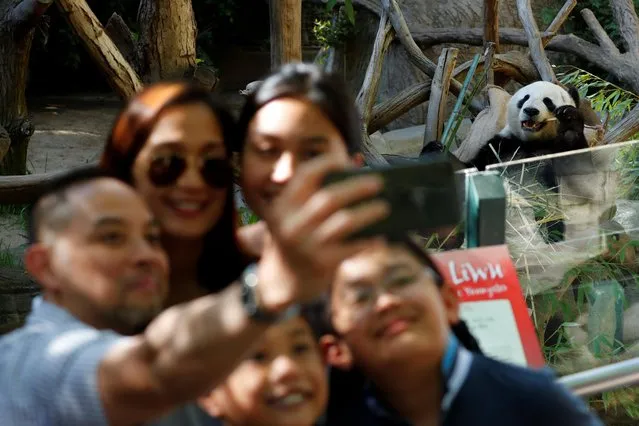 A family take a souvenir picture next to giant male panda Xiao Liwu, who was born at the San Diego Zoo and will be repatriated to China with his mother Bai Yun, bringing an end to a 23-year-long panda research program in San Diego, California, U.S., April 18, 2019. (Photo by Mike Blake/Reuters)