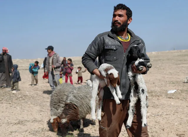 A man carries lambs as he escapes fight between Iraqi forces and Islamic State fighters south of Mosul, Iraq February 24, 2017. (Photo by Goran Tomasevic/Reuters)